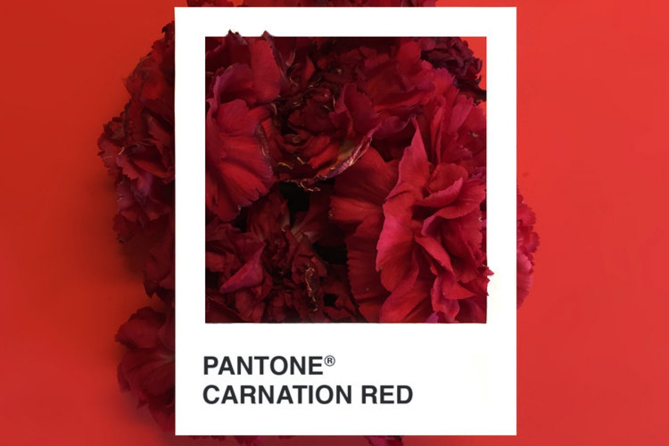 Serie PANTONE Floral