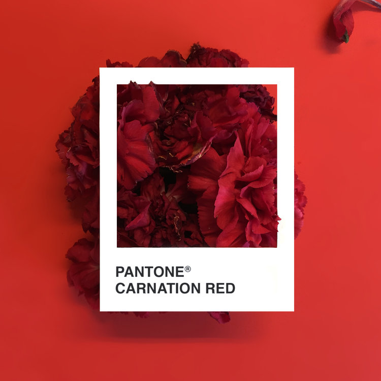 Serie PANTONE Floral