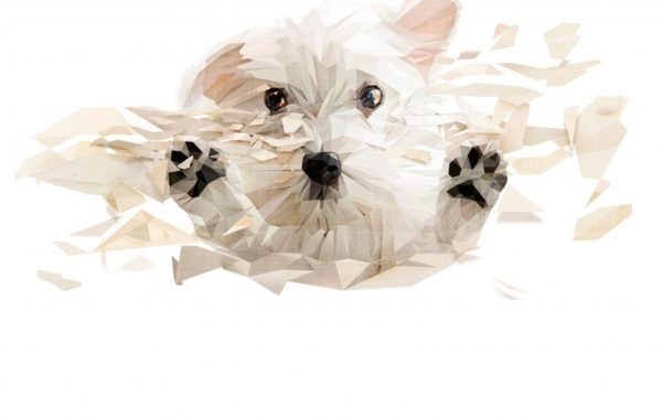 Deco Coach Tienda animales y Zona Termal